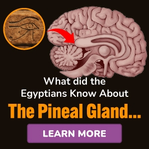 pineal xt reviews